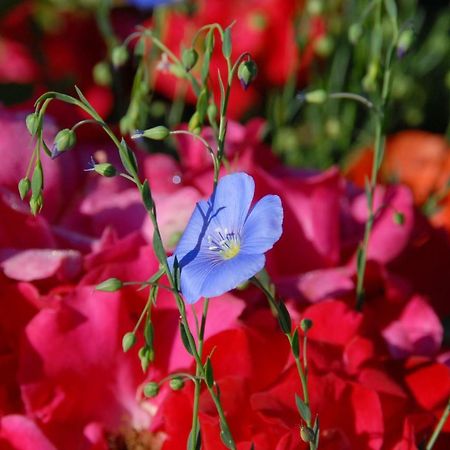 B+B Passifleur Делемон Екстер'єр фото